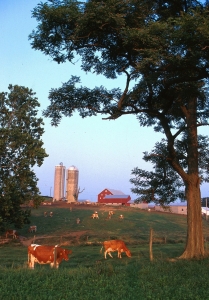 farm