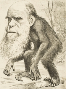 Darwin Goes Ape