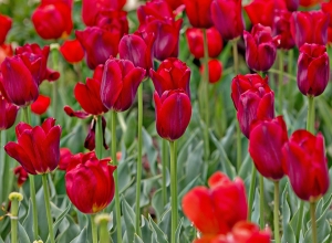 "Tulips" shot by Michael Edwards