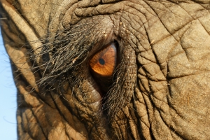 Image by Alexander Klink. © SONY DSC